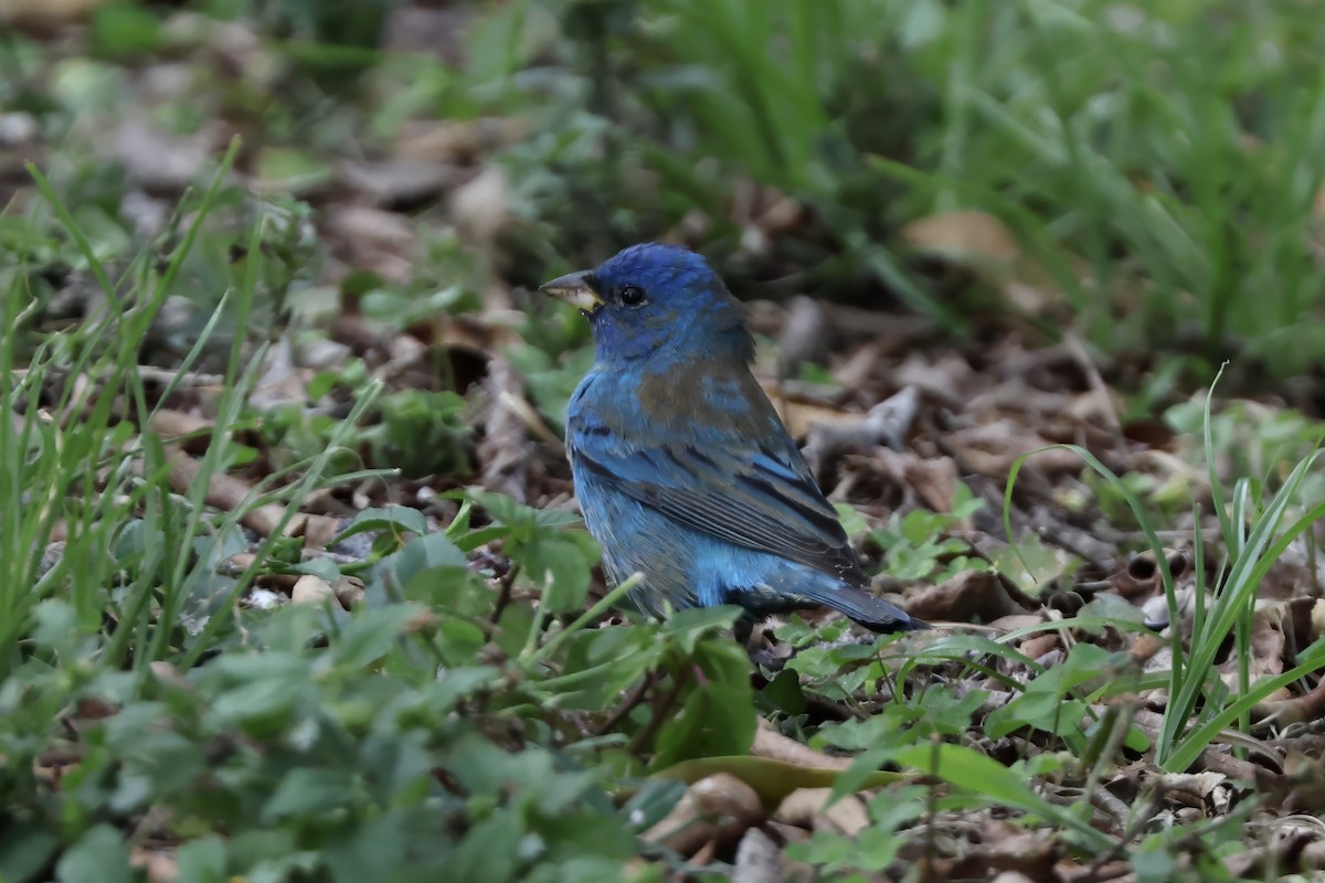 Indigo Bunting - ML634208049