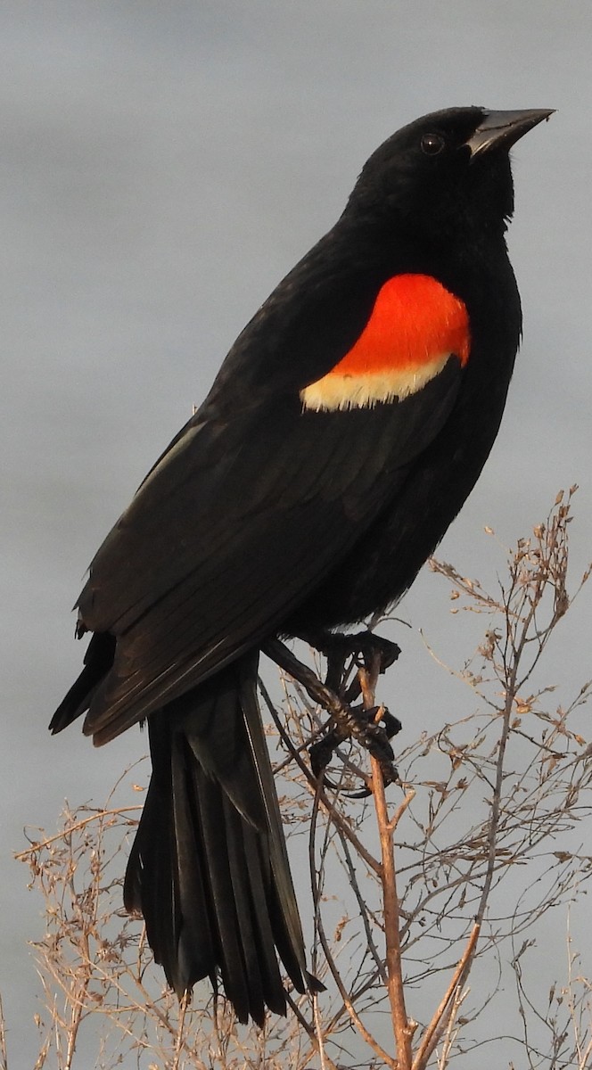 Red-winged Blackbird - ML634208103