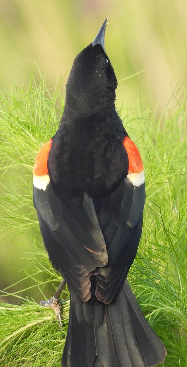 Red-winged Blackbird - ML634208104