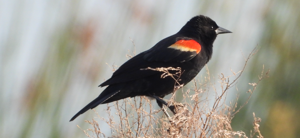 Red-winged Blackbird - ML634208106