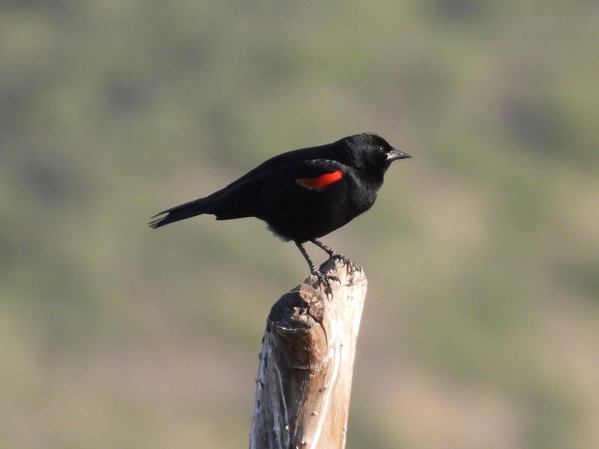 Red-winged Blackbird - ML634208114