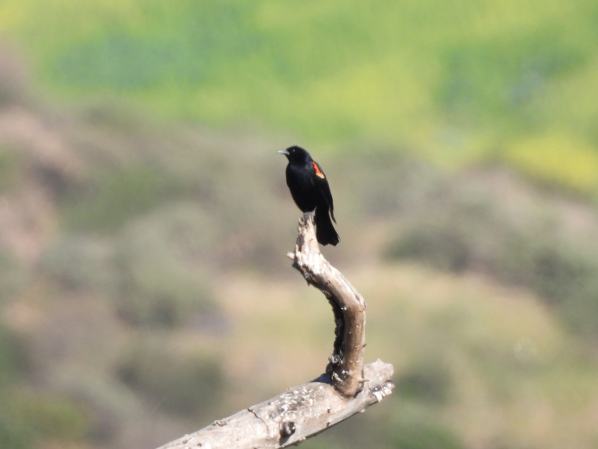 Red-winged Blackbird - ML634208115