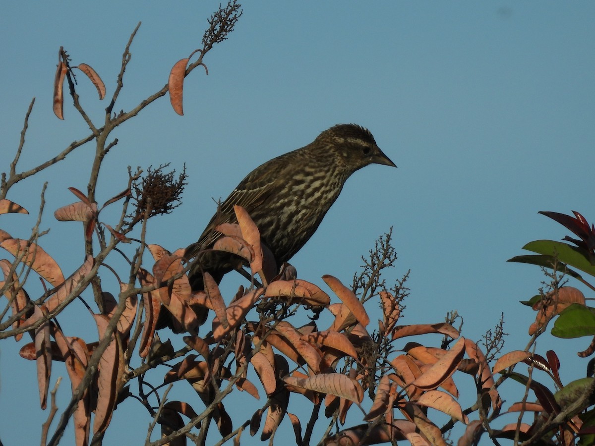 Red-winged Blackbird - ML634208116