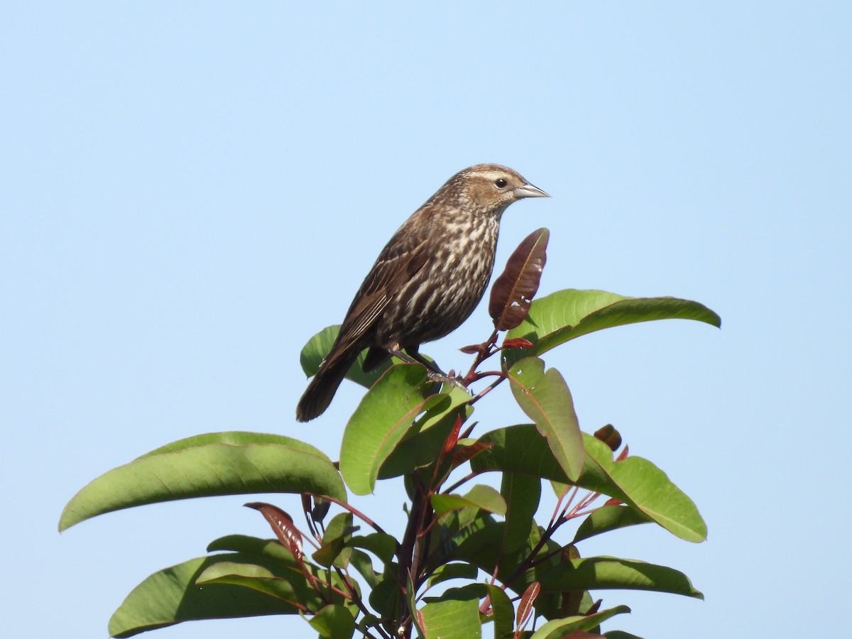 Red-winged Blackbird - ML634208117