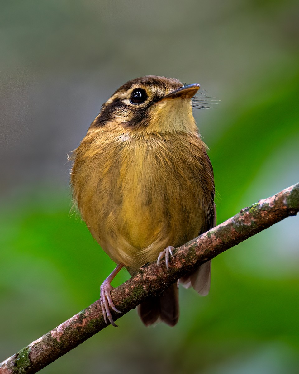 White-throated Spadebill - ML634208119