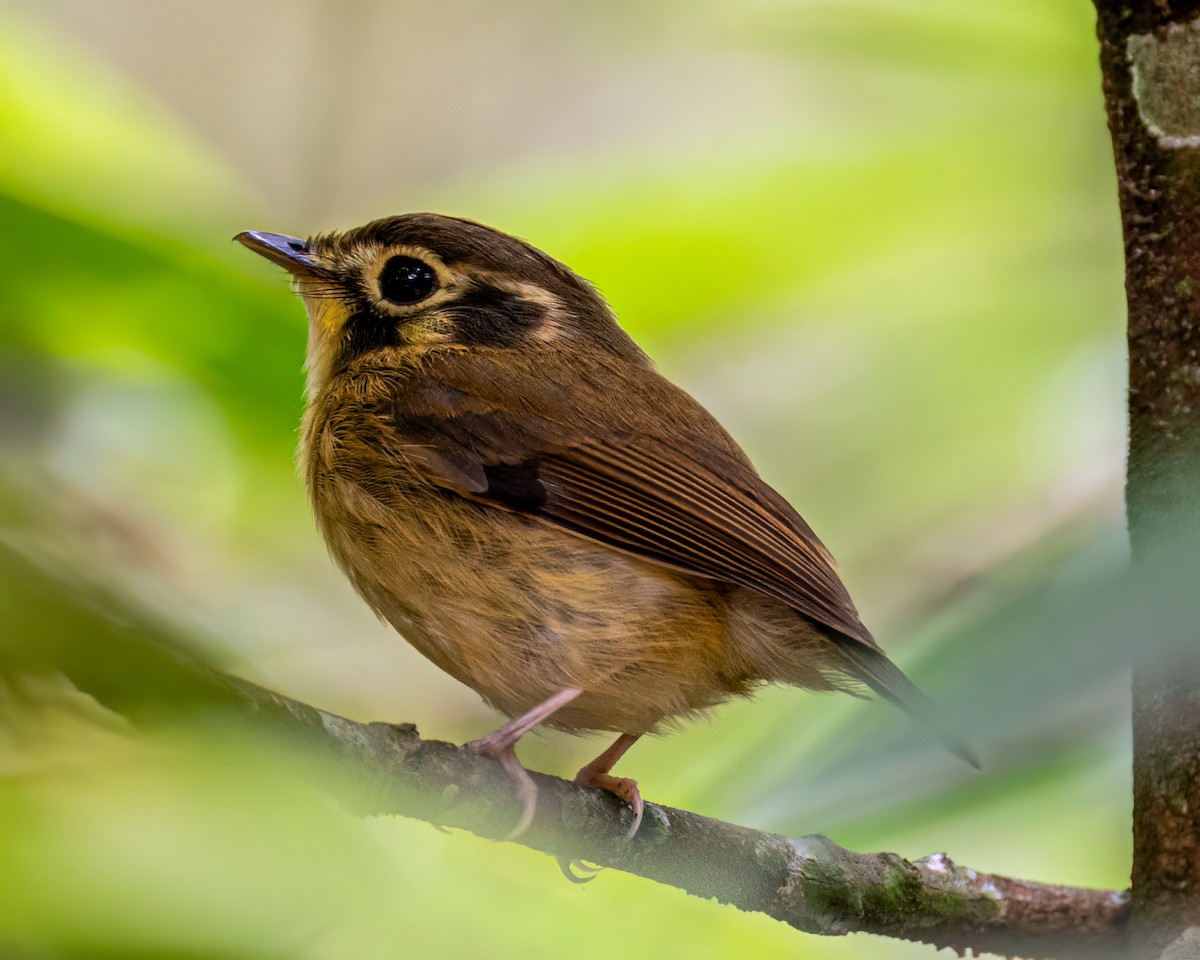 White-throated Spadebill - ML634208128
