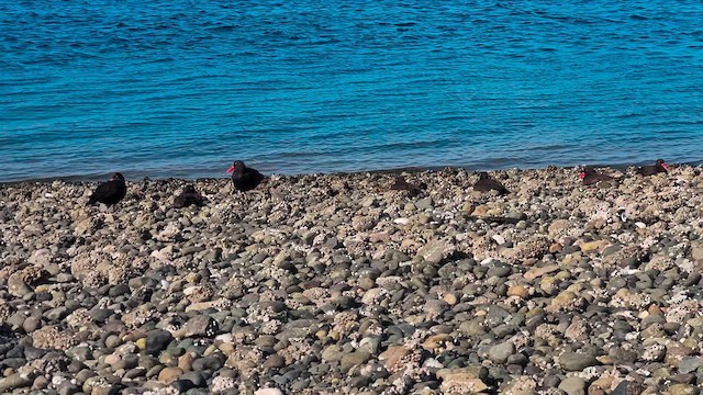 Black Oystercatcher - ML634208129