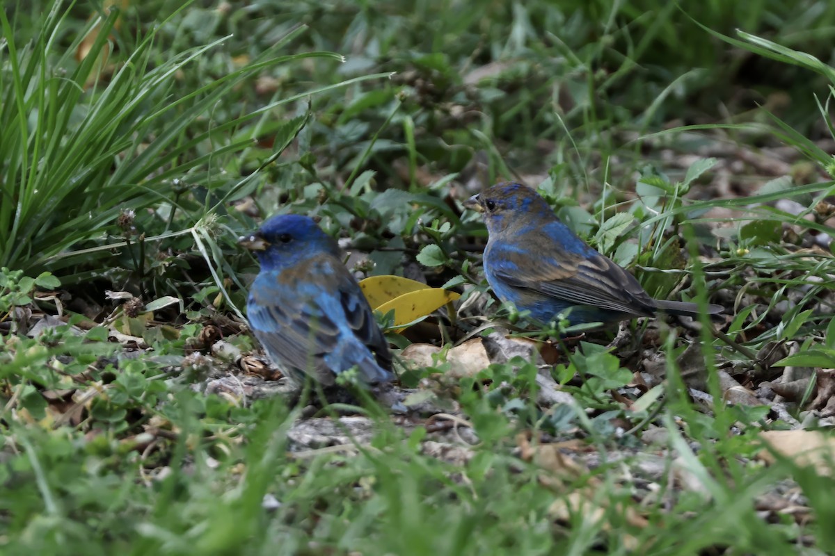 Indigo Bunting - ML634208131