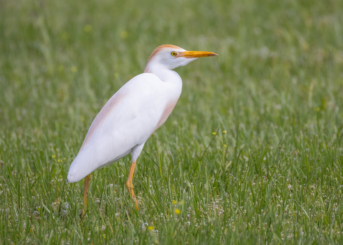Western Cattle-Egret - ML634208199