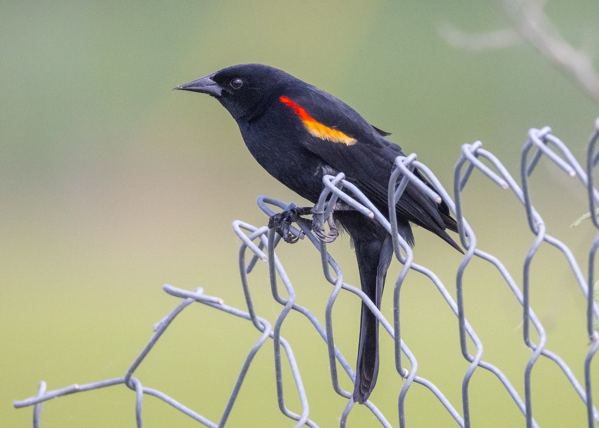Red-winged Blackbird - ML634208204