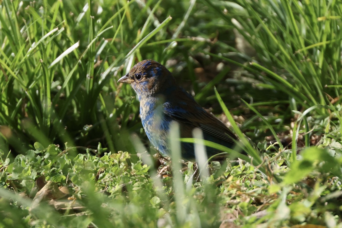 Indigo Bunting - ML634208263