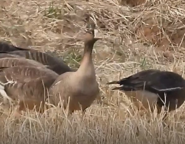 Lesser White-fronted Goose - ML634208310
