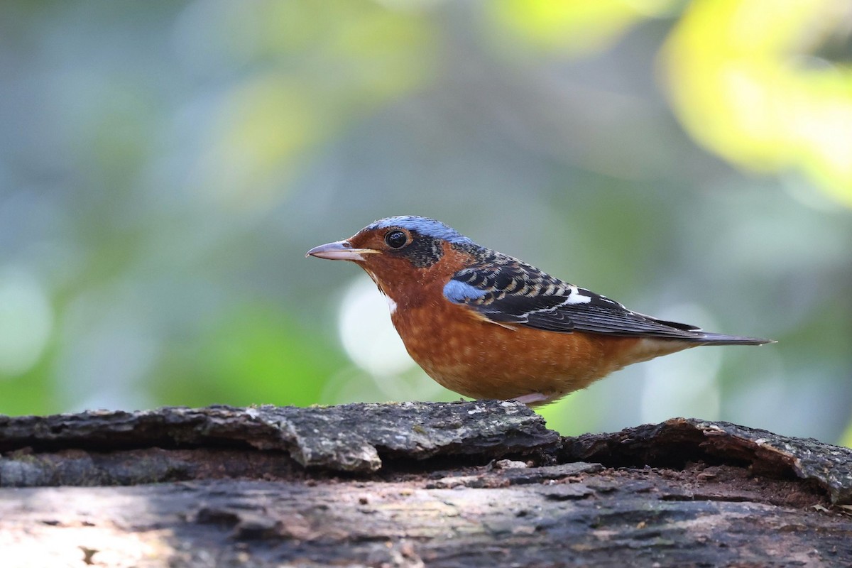 White-throated Rock-Thrush - ML634208331
