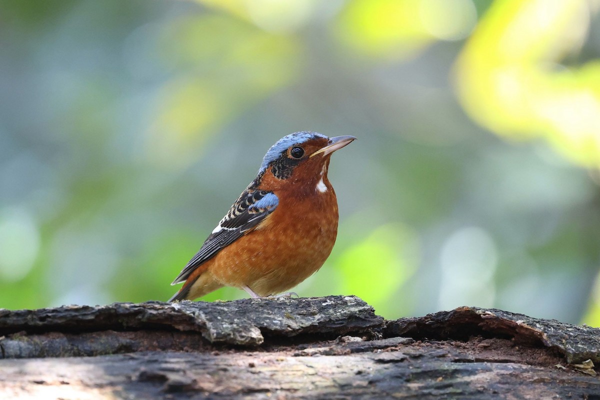 White-throated Rock-Thrush - ML634208333