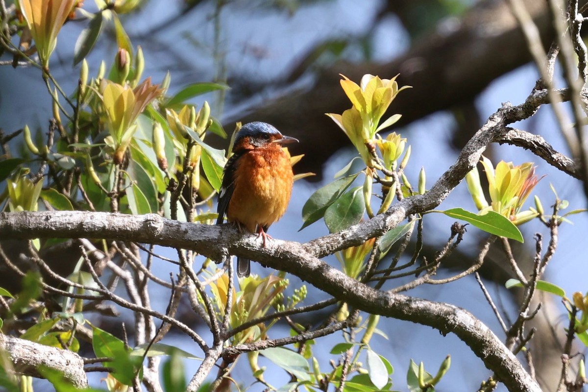 White-throated Rock-Thrush - ML634208334