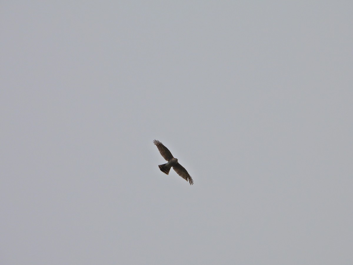 Eurasian Sparrowhawk - ML634208521