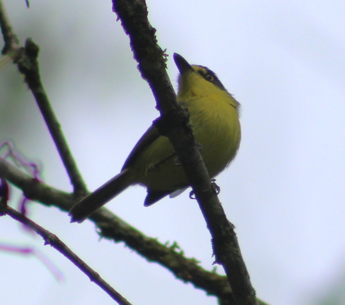Gray-headed Tody-Flycatcher - ML634208551