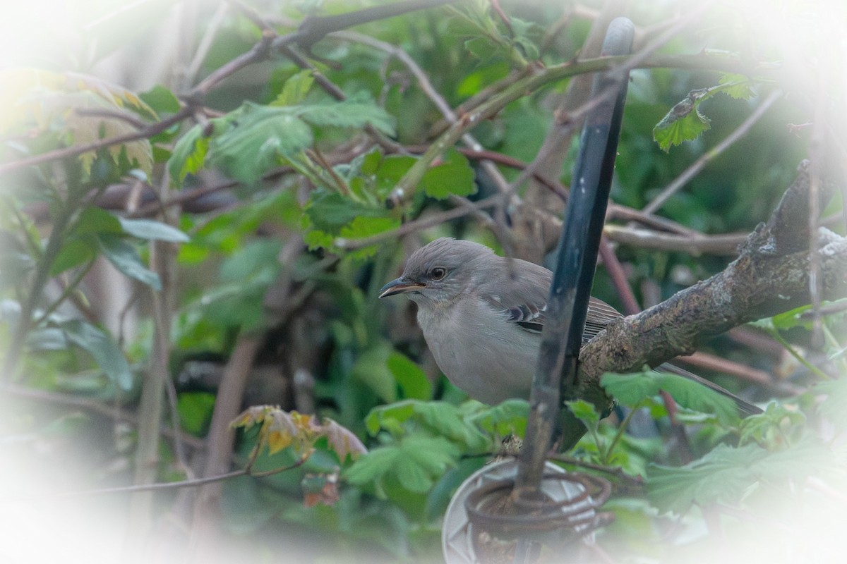 Northern Mockingbird - ML634208571
