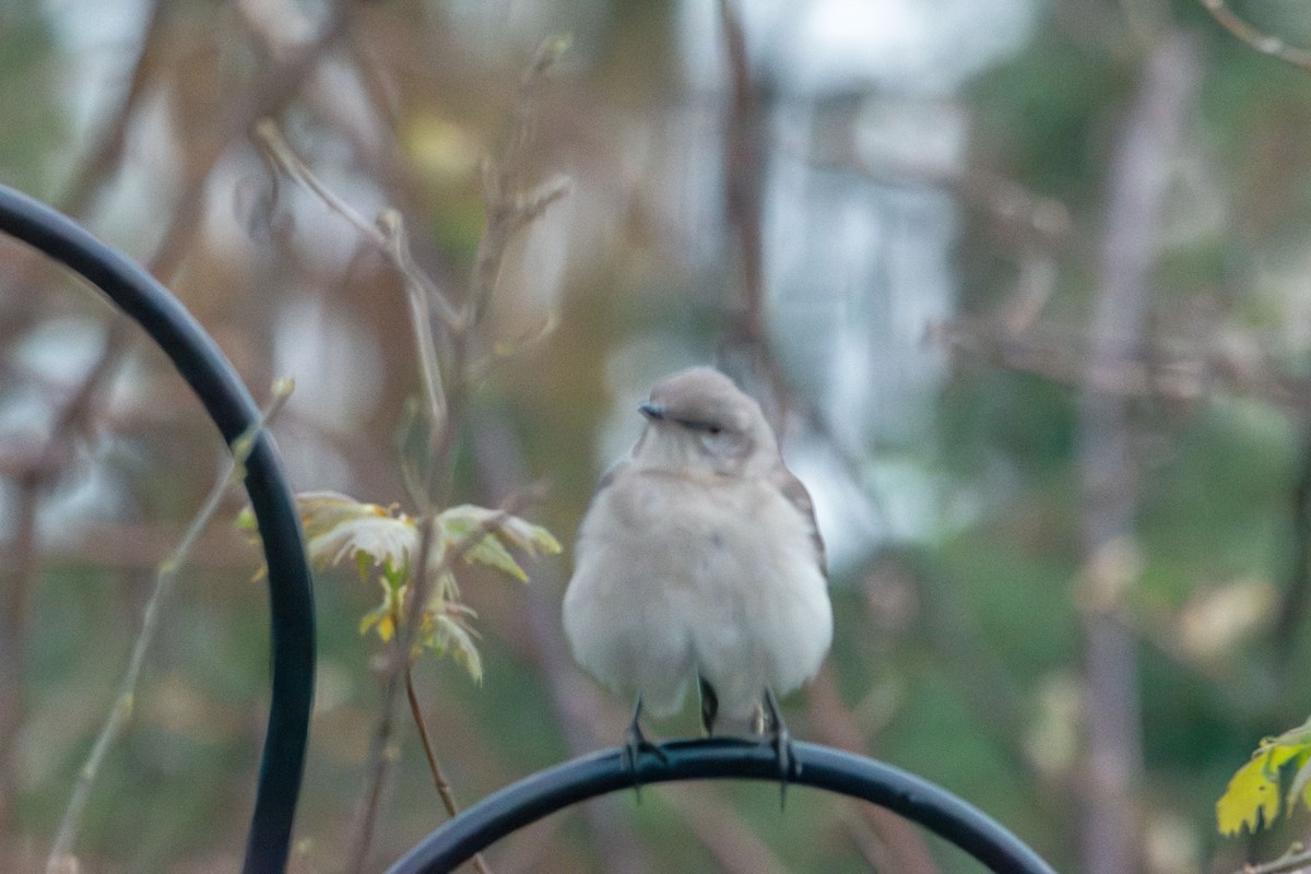 Northern Mockingbird - ML634208579
