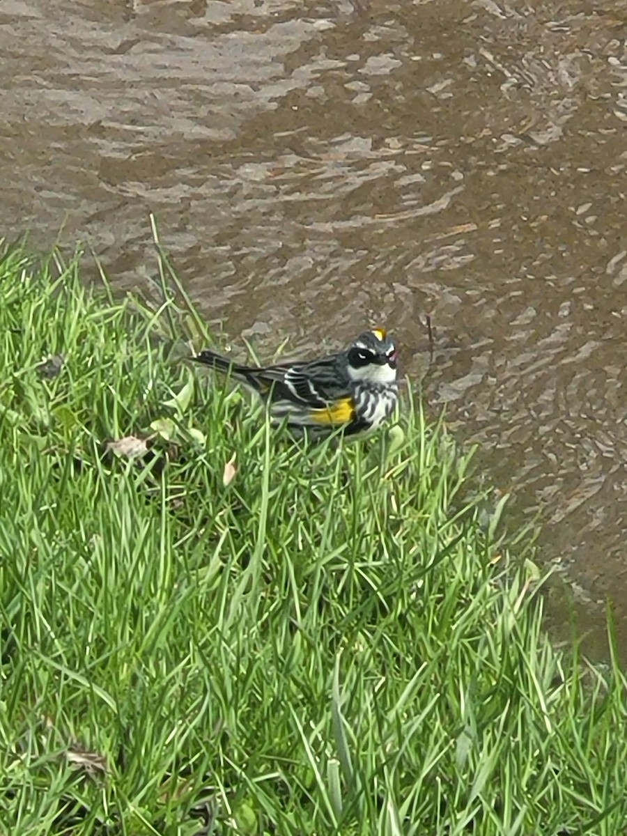 Yellow-rumped Warbler - ML634208601