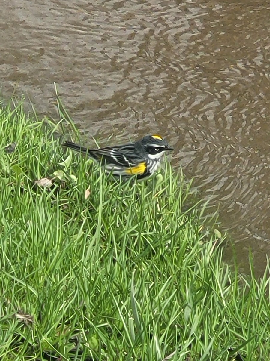 Yellow-rumped Warbler - ML634208606