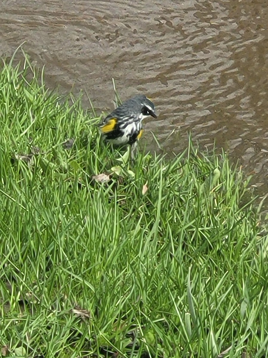 Yellow-rumped Warbler - ML634208609