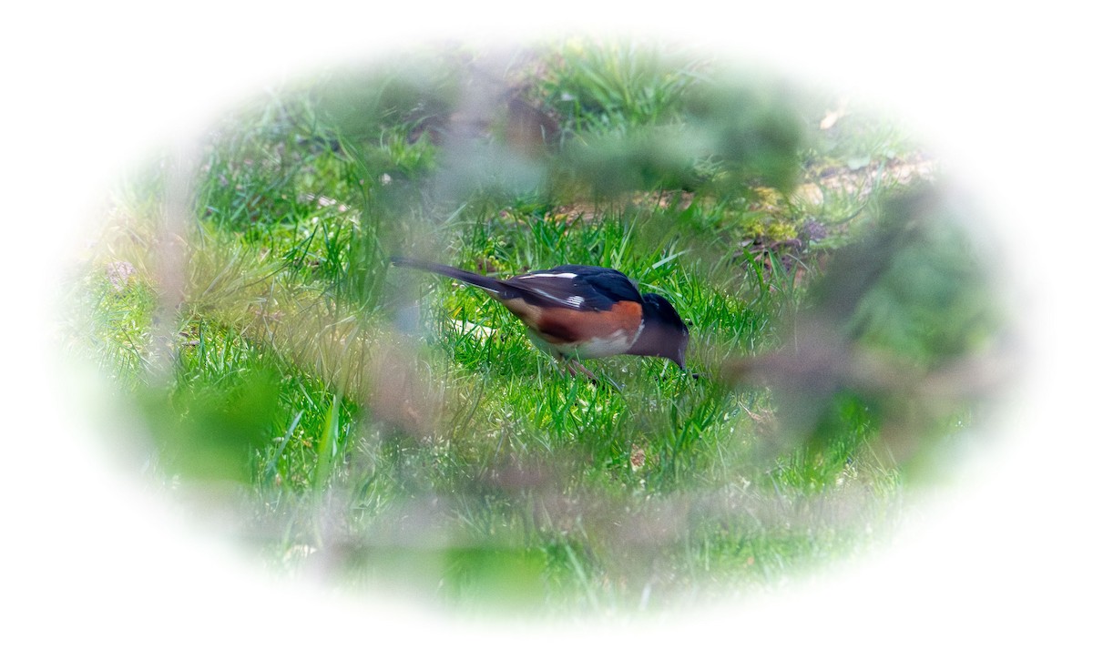 Eastern Towhee - ML634208614