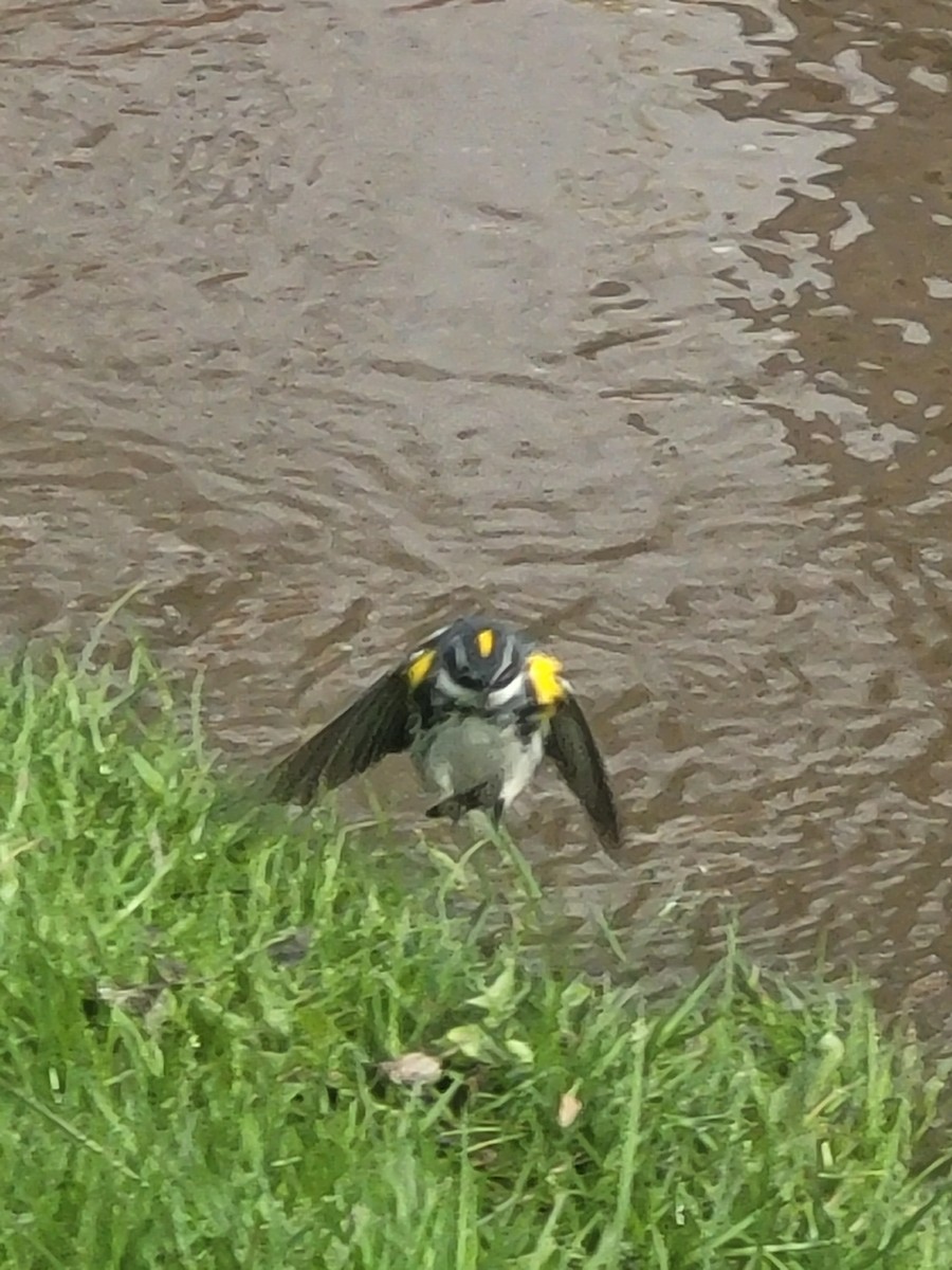 Yellow-rumped Warbler - ML634208616