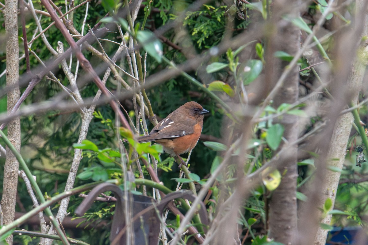 Eastern Towhee - ML634208617