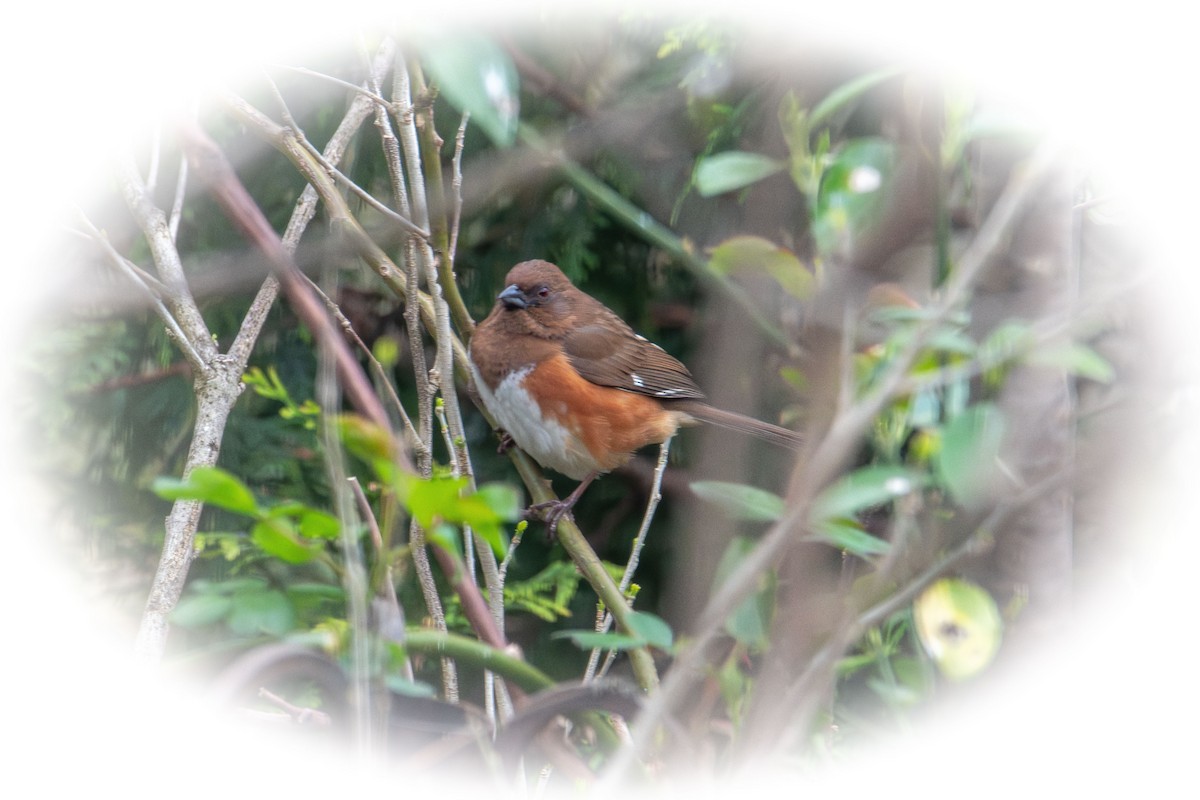 Eastern Towhee - ML634208620