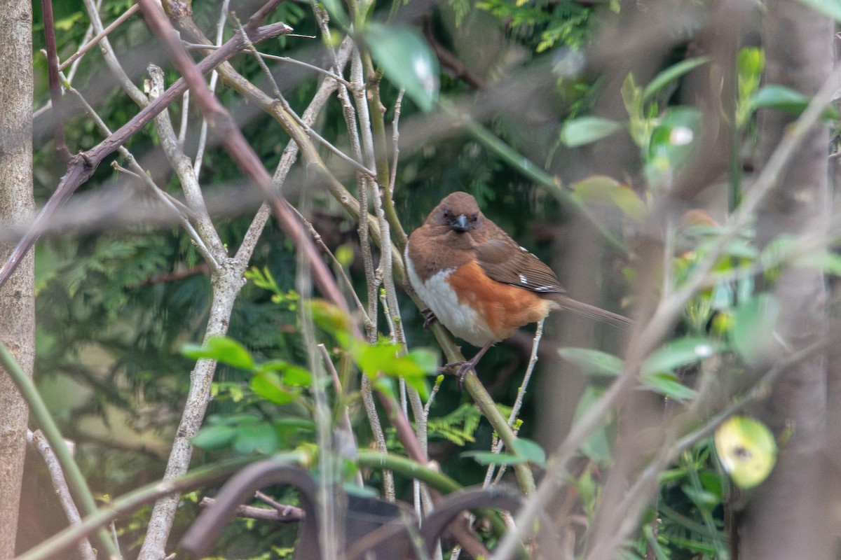 Eastern Towhee - ML634208623