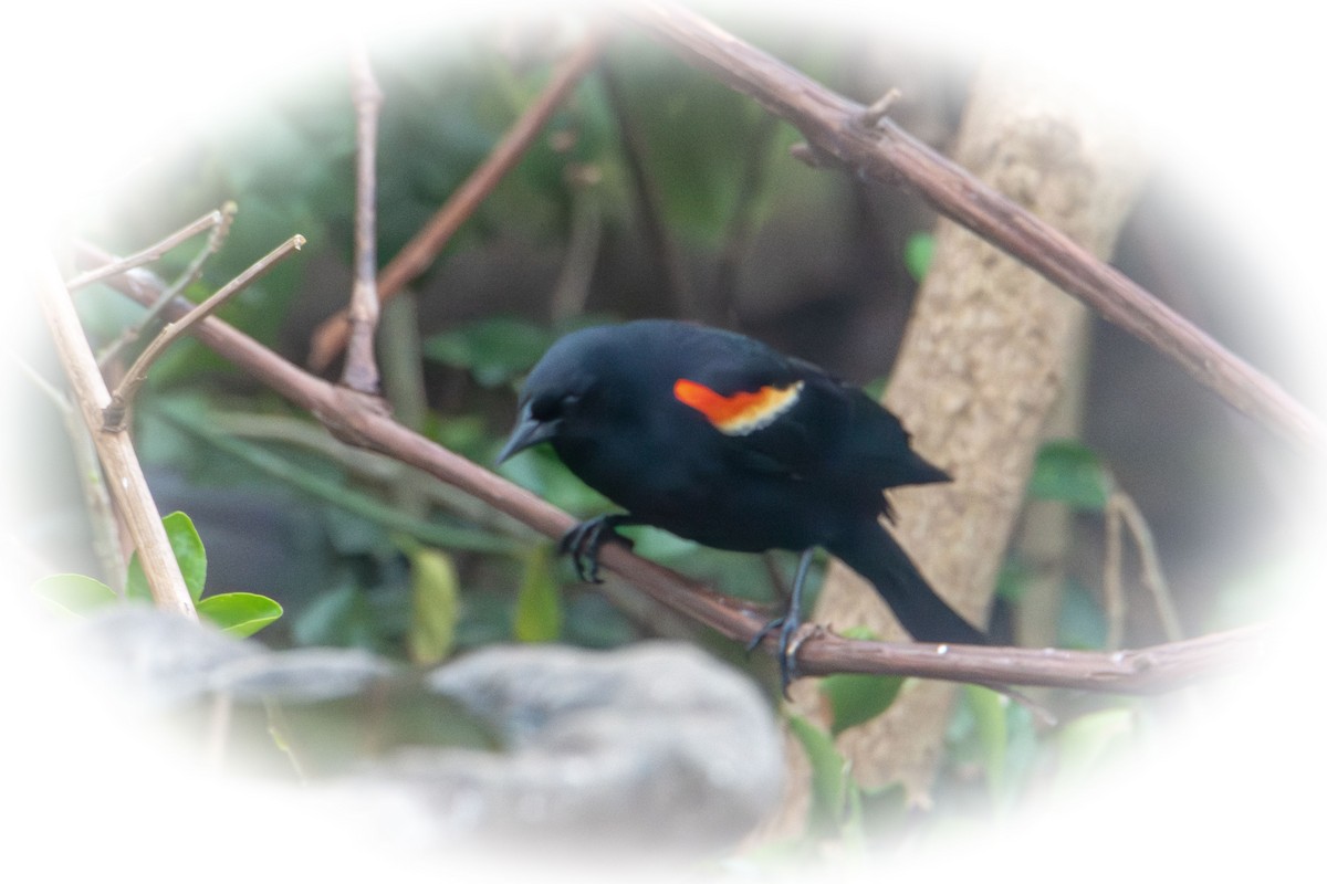 Red-winged Blackbird - ML634208640