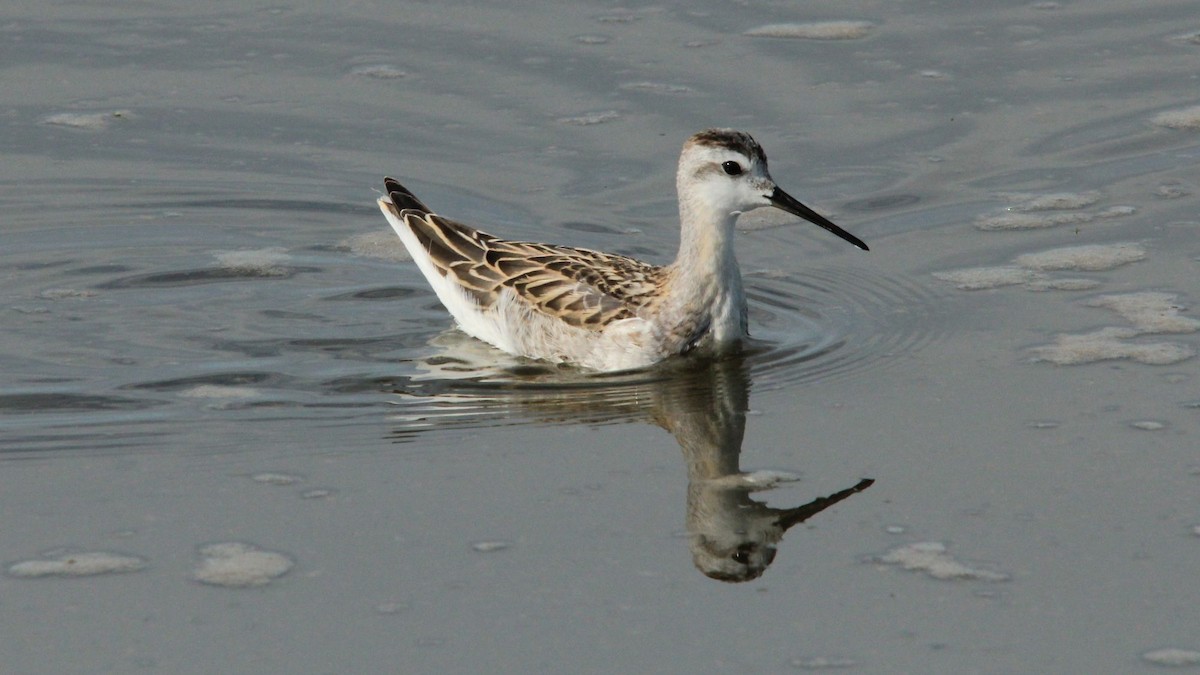 Wilson's Phalarope - ML634208789