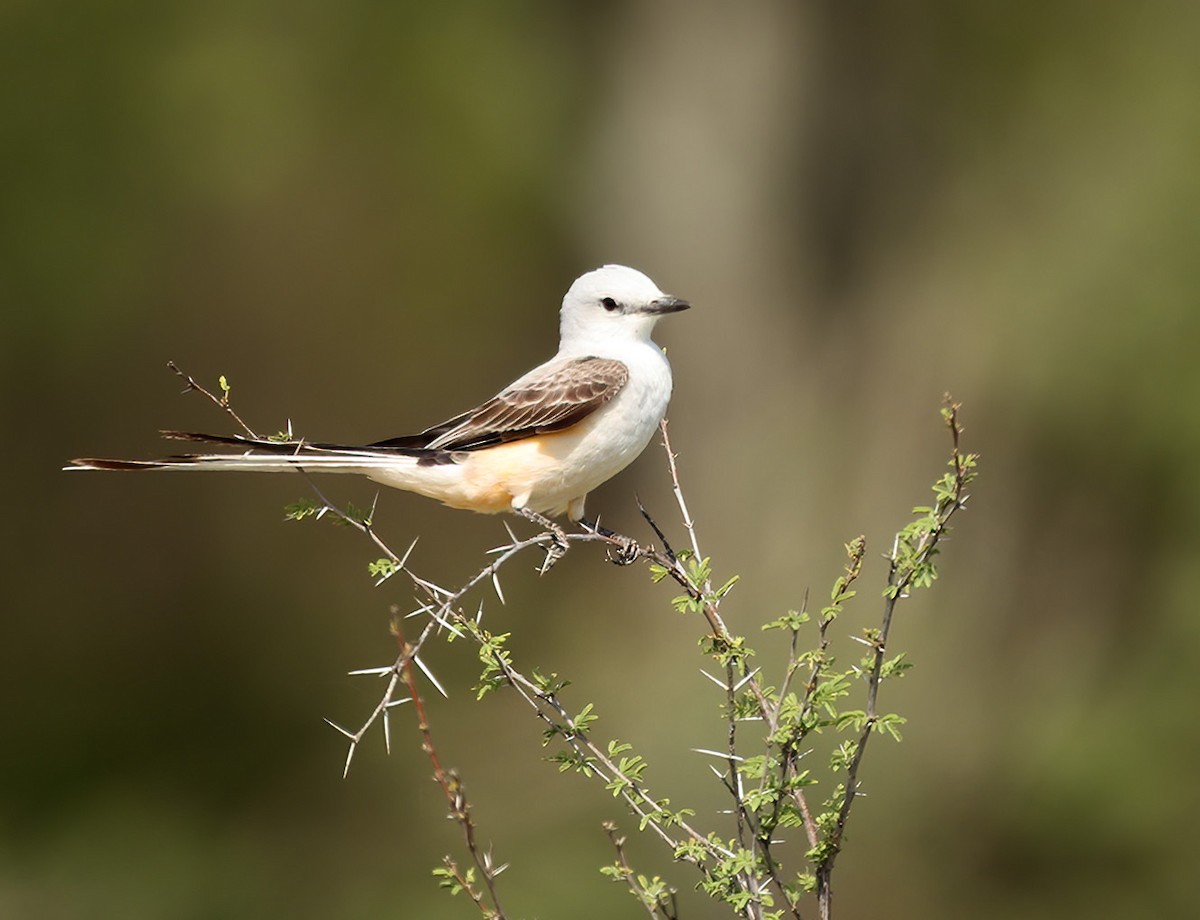 Scissor-tailed Flycatcher - ML634208844
