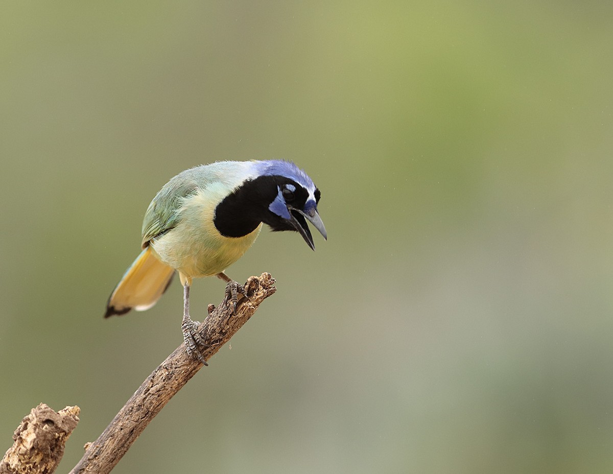 Green Jay - ML634208850