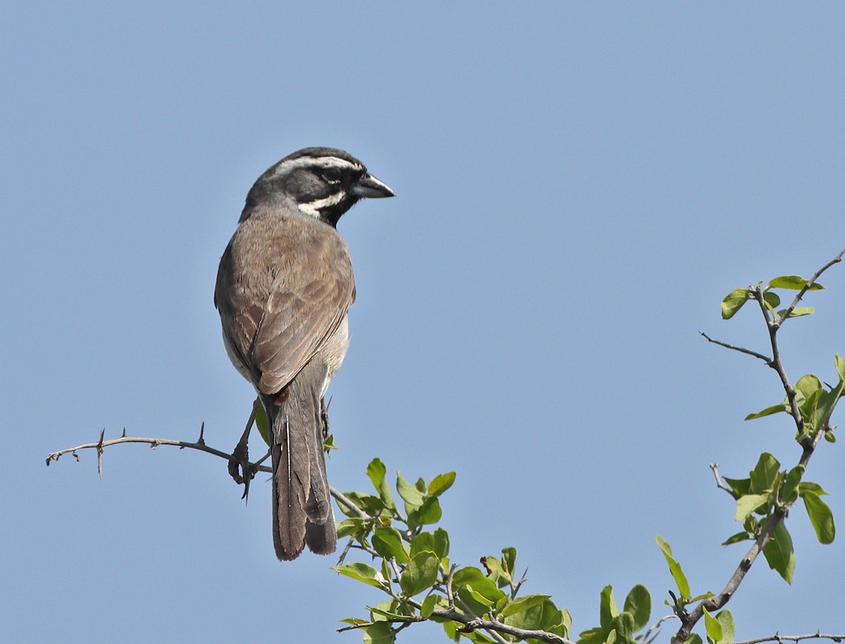 Black-throated Sparrow - ML634208858