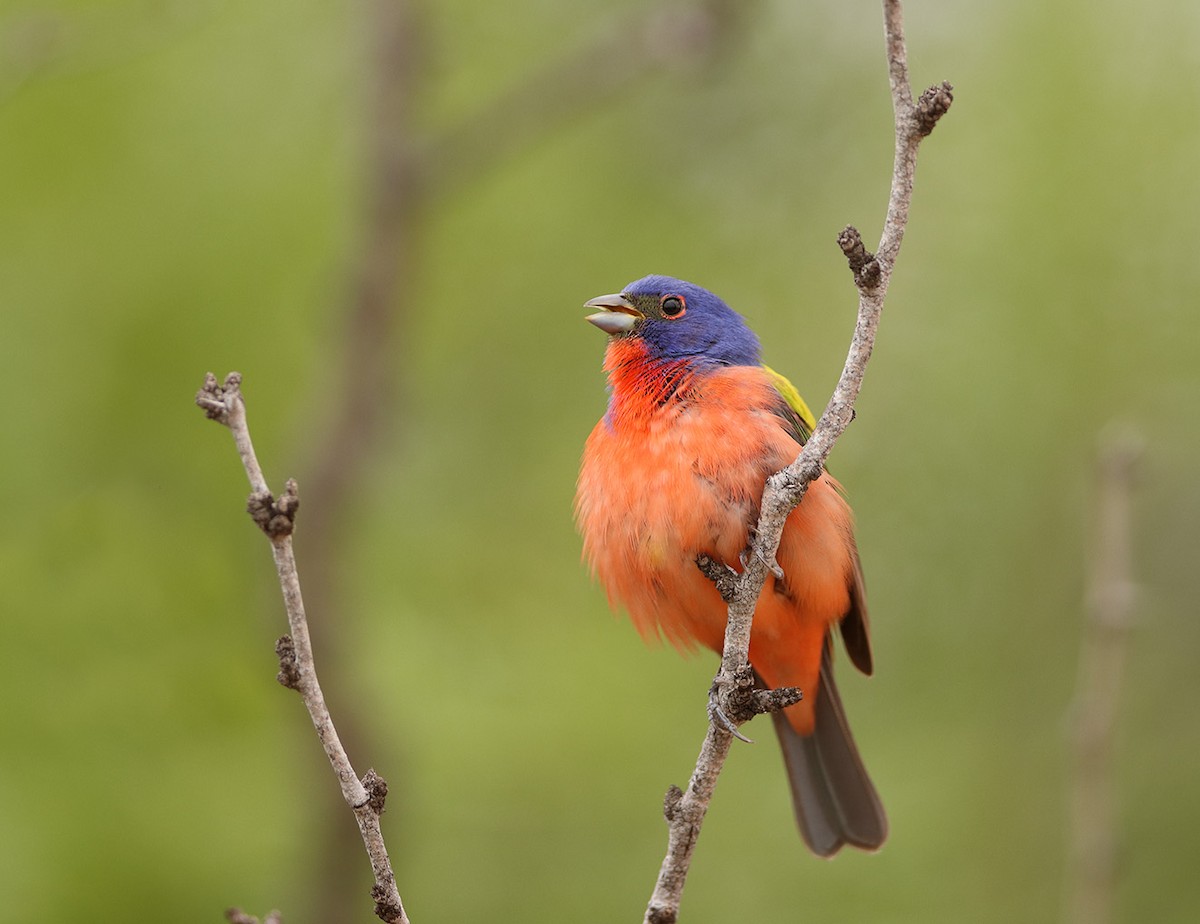 Painted Bunting - ML634208877