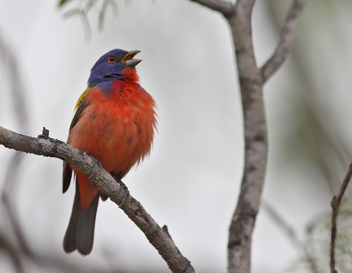 Painted Bunting - ML634208885
