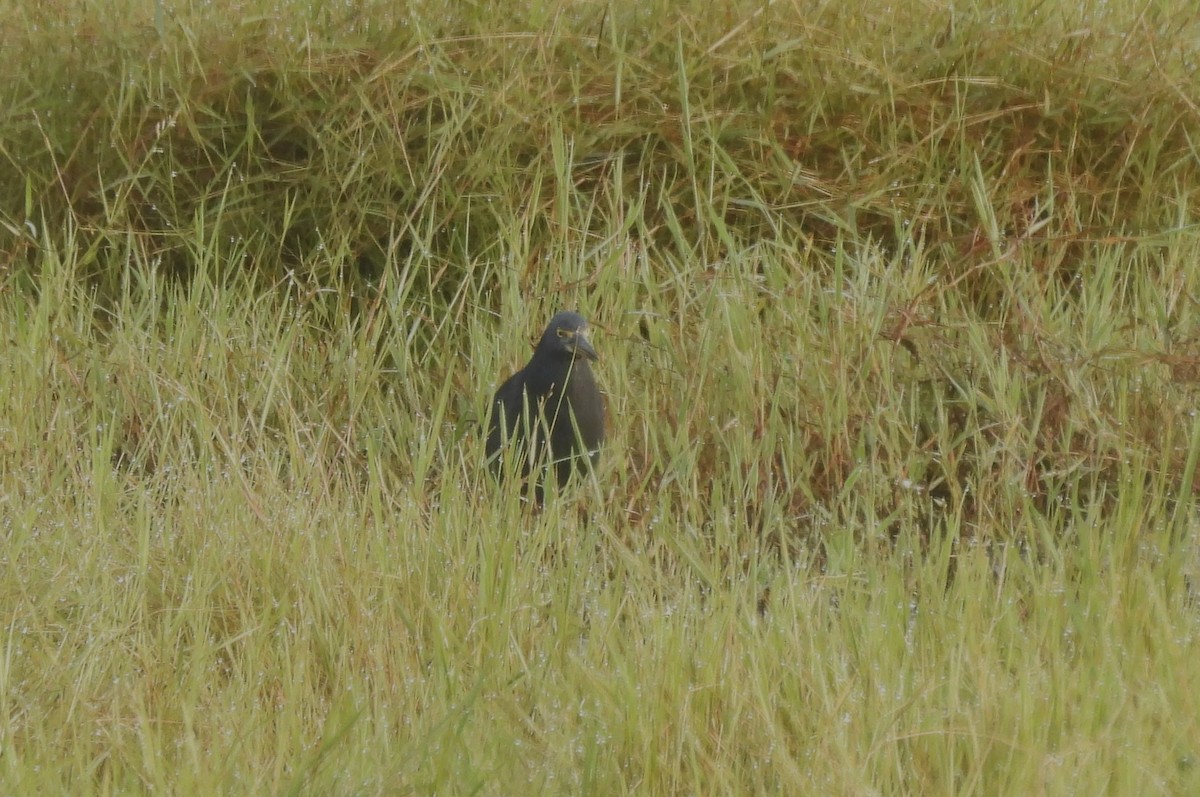 クロアマサギ - ML634208900