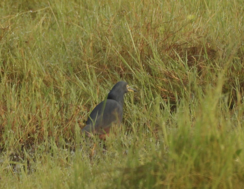 クロアマサギ - ML634208903