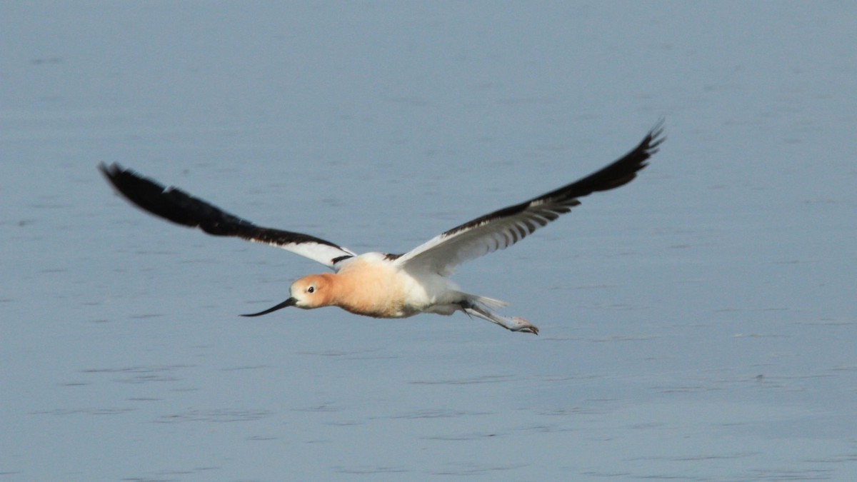 American Avocet - ML634208938