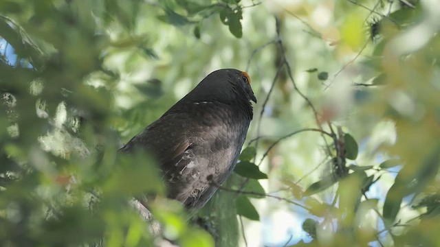 Sooty Grouse - ML634208949