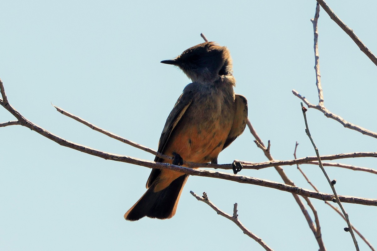 Say's Phoebe - ML634208955
