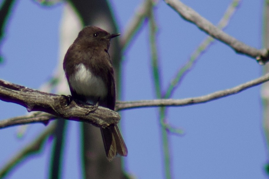 Black Phoebe - ML634209024