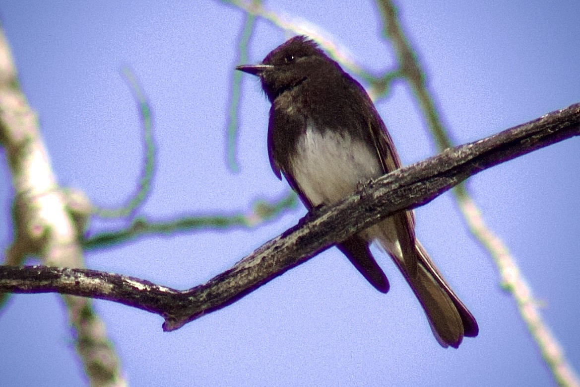 Black Phoebe - ML634209025