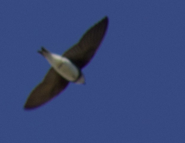 Bank Swallow - ML634209035