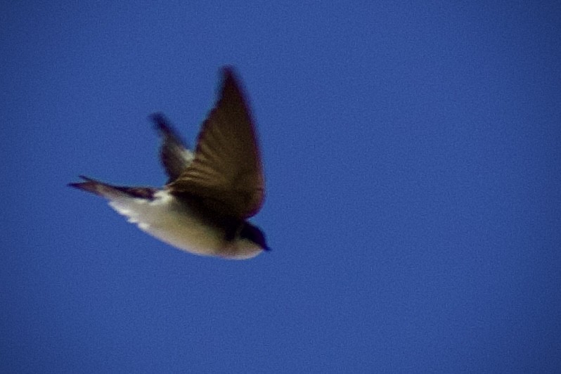 Bank Swallow - ML634209036