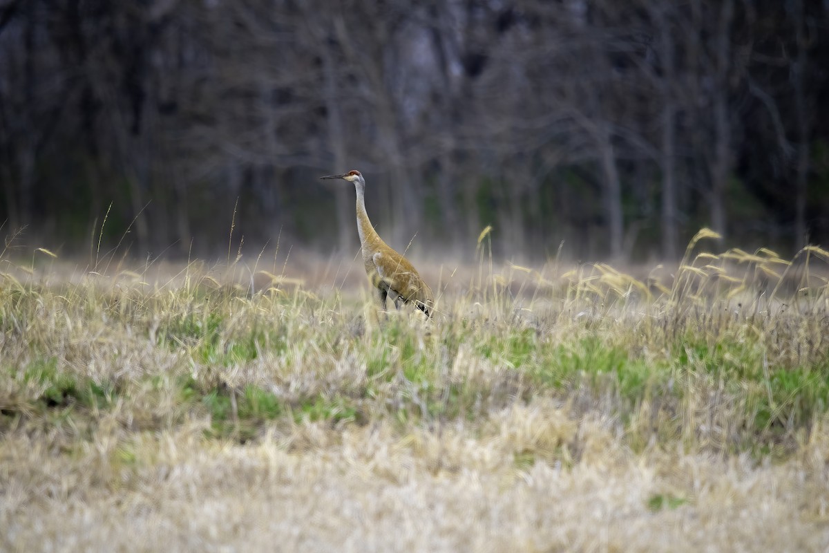 Sandhill Crane - ML634209050