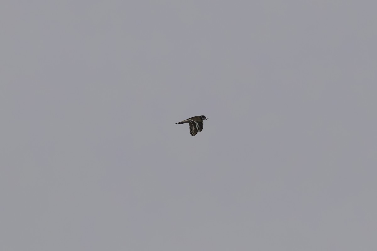 Killdeer - ML634209053
