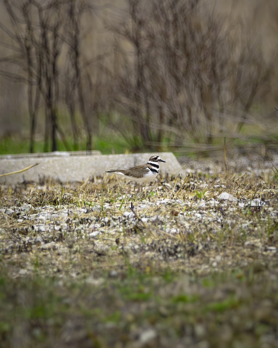 Killdeer - ML634209054